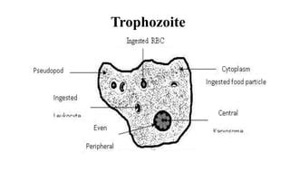 Entamoeba Hartmanni Trophozoite