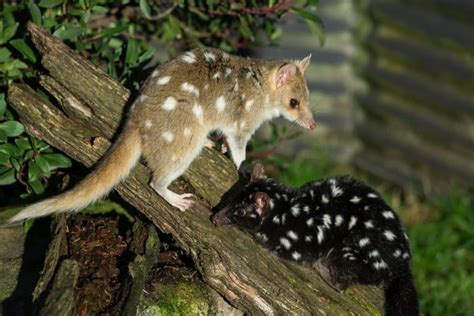 15 Cool Quoll Facts - Fact Animal