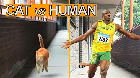 Alvi cat : speed test - my cat versus Usain Bolt - YouTube