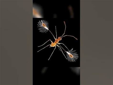 Fairyfly Wasp🐝 | Smallest Insect In The World #animalfacts #insects # ...