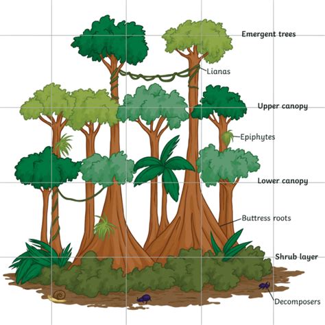 What are Plants that Live in the Rainforest? - Answered - Twinkl ...