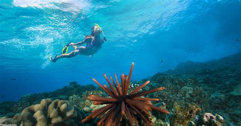 Lanai Snorkeling Map - Where to Snorkel on Lanaʻi