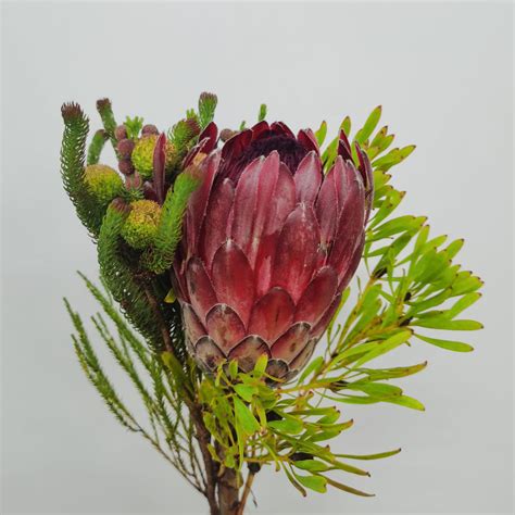 Protea Bouquets at Wholesale Prices | Floristika.com.my