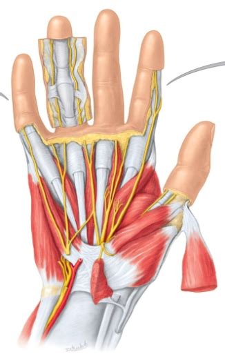 Thenar & Hypothenar Muscles Diagram Diagram | Quizlet