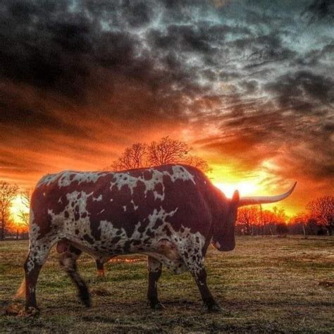 Longhorn Cattle, Longhorn Cow, Texas Life, Texas Art, Zoo, Texas Sunset, Texas Strong, Texas ...