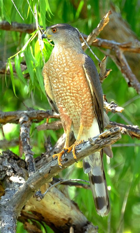 Cooper's Hawk — Santa Clara Valley Bird Alliance