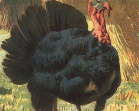 Domestic turkey - Facts, Diet, Habitat & Pictures on Animalia.bio