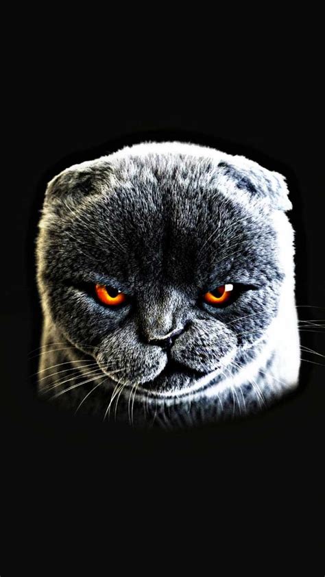 Angry Cat IPhone Wallpaper - IPhone Wallpapers : iPhone Wallpapers ...