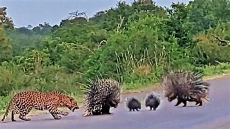 Leopard loses battle to porcupine parents protecting their babies