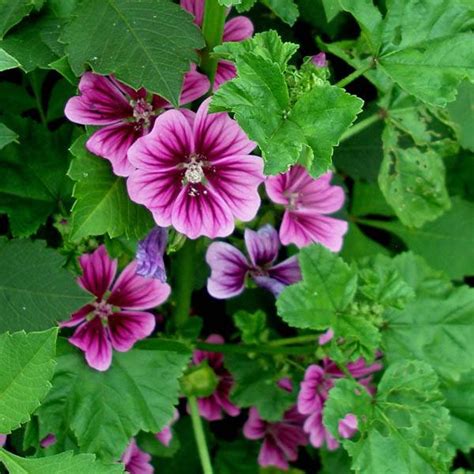 Australian Seed - MALVA Purple Double