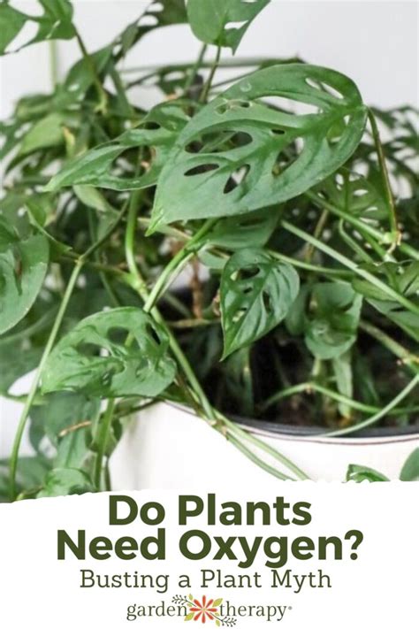 Do Plants Need Oxygen? Busting a Plant Myth - Garden Therapy