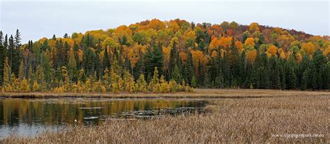 Fall (Autumn) Leaf Colour Change - Why Does It Happen? | Algonquin Provincial Park | The Friends ...