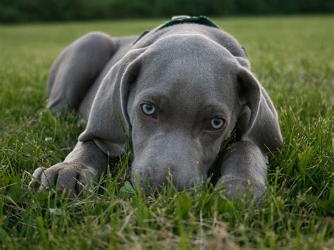 Grouse Ridge Weimaraners - Weimaraner Puppies For Sale