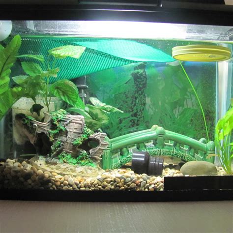 Awesome Fish Tank Setups