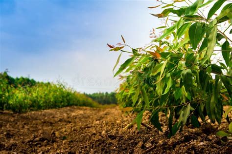 Growth Eucalyptus Tree in the Plantation Stock Photo - Image of landscape, nature: 106809820