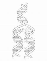 Dna And Rna Coloring Activity Pages sketch template
