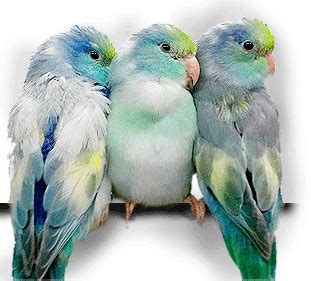 Parrotlet Breeding - Xtreem Parrotlets