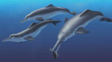 Smithsonian Insider – Fossil Specimen Reveals a New Species of Ancient River Dolphin ...