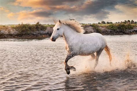 White Horse Running on Beach