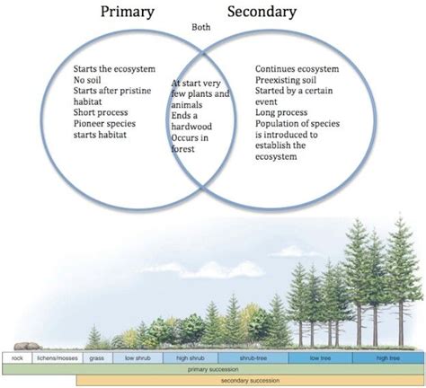 Primary And Secondary Succession Venn Diagram - General Wiring Diagram