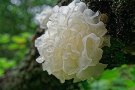 Unveiling the Side Effects of Tremella Mushroom Powder: A Comprehensive ...