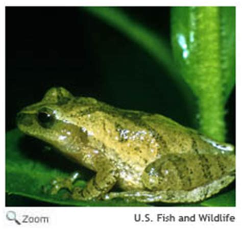 Spring Peeper - Pseudacris crucifer | Wildlife Journal Junior