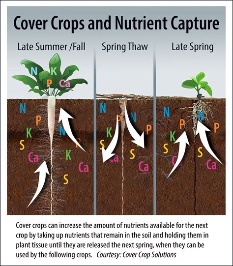 Nutrient Management Among Key Benefits from Planting Cover Crops - CropLife