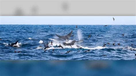 Marine biologist witnesses blue whale getting torn to shreds by 70 orcas