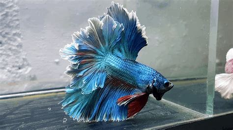 Top 13 Beautiful Types of Betta Fish by Their Tales - Pet Blog for Malaysians