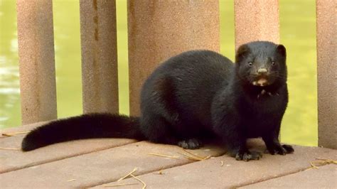 Utah mink is the first wild animal to test positive for coronavirus | Science News