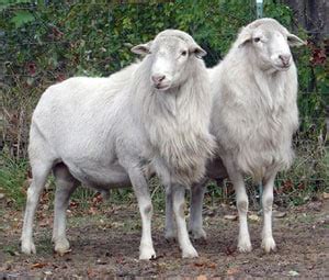 St Croix Sheep Breed Information, History & Facts - RaisingSheep.net