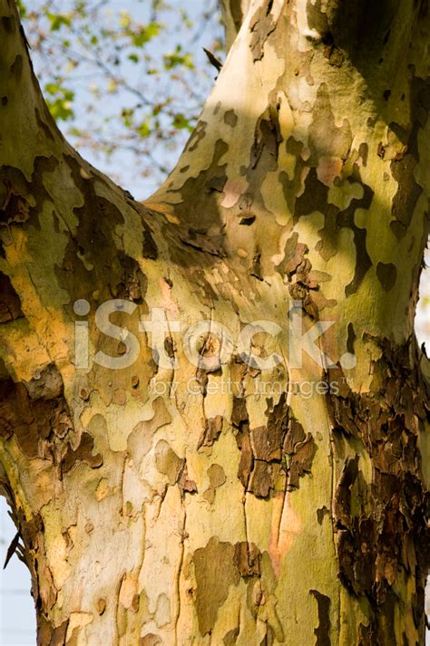 Sycamore Tree Bark Stock Photos - FreeImages.com