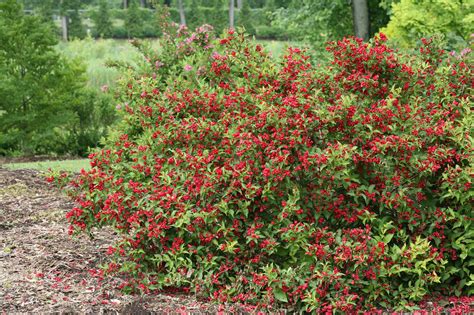 Sonic Bloom® Red - Reblooming Weigela - Weigela florida | Proven Winners