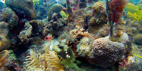 Diving in Providencia, San Andres - trip of in Colombia