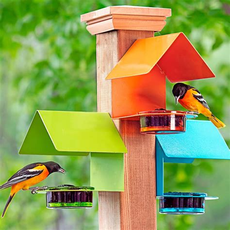 9 Unique Oriole Feeders Your Birds Will Love - Birds and Blooms