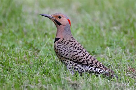 Woodpeckers in Pennsylvania: The 8 Species You May Come Across