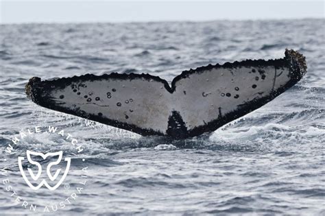 Winter Whale Watching in Augusta | Whale Watch Western Australia