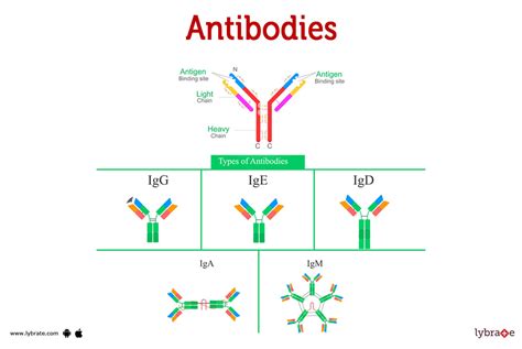 Types Of Antibodies