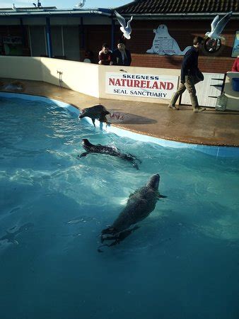 Natureland Seal Sanctuary (Skegness) - 2020 All You Need to Know Before You Go (with Photos ...