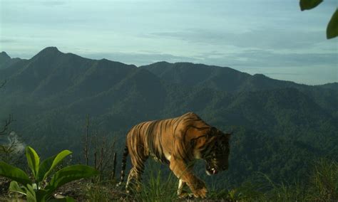 Sumatran tiger caught on camera | Stories | WWF