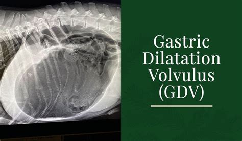 Gastric Dilatation Volvulus (GDV) - Blog