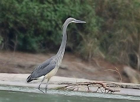 White bellied Heron | Heron, Critically endangered species, Endangered birds