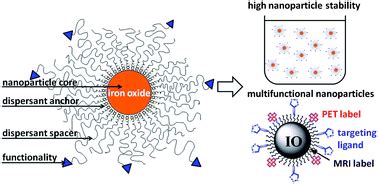 Stabilization and functionalization of iron oxide nanoparticles for ...