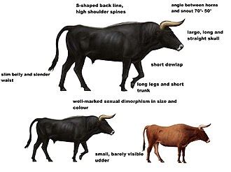 Aurochs - Wikipedia