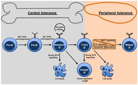 Antibodies | Free Full-Text | B Cell Tolerance in Health and Disease