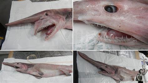 Creature from the deep:Goblin shark known as 'living fossil' trawled from NSW south coast - YouTube