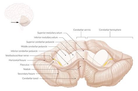 Tonsils Of Cerebellum