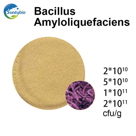 Bacillus amyloliquefaciens│Bacillus amyloliquefaciens products