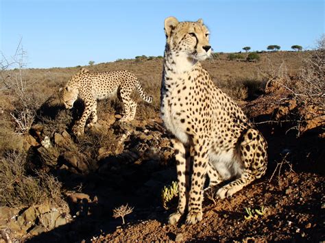 Beautiful Animals Safaris: The Fastest Cheetah in the World and the Fastest Man in the World ...