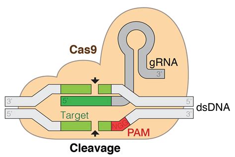 Filmato per la prima volta il meccanismo di CRISPR